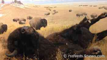 Denver Museum of Nature & Science closing 'problematic' exhibit