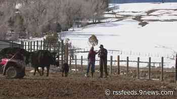 'A very highly emotionally charged issue': How wolves have divided Colorado