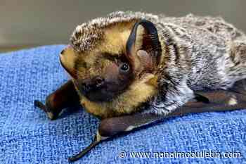 ‘Not looking good’: Wind turbines a threat to Canadian bat populations