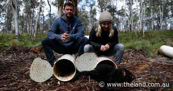 Big baby news for Hemsworth's Tasmanian devil