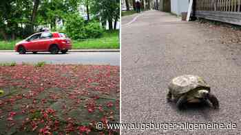 Augsburger Anekdoten: Von Blütenteppichen und Schildkröten