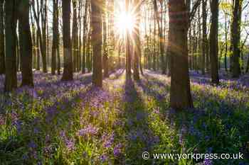 North Yorkshire: 5 woodlands where you can go on a bluebell walk