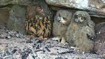 Uhus in Wildberg: Flauschige Tiere begeistern ihre Fans