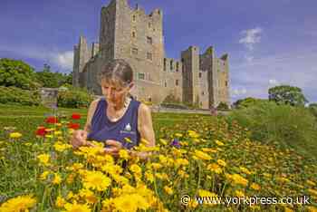 Hidden secrets of the herb garden at Bolton Castle