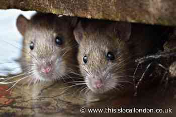 Rat infestation reports in Lewisham and Dartford revealed