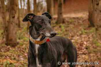 Could you give a home to  Jemima, Domino or Wilma?