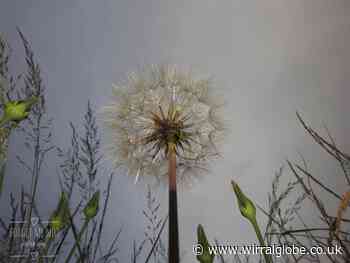 Wirral photographers perfectly capture the essence of time and change