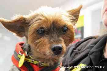 Wirral Globe's dog of the week: 'Delightful' Poppy