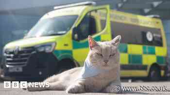 Hexham hospital cat Yang awarded Freedom to Roam