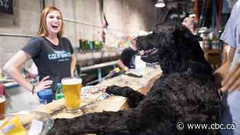 Are pets in too many public spaces? The case for and against pets at your next brunch, getaway