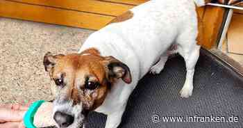 Stadtcafé Bad Rodach bietet ausgefallene Köstlichkeit für Hunde an - "kommt sehr gut an"