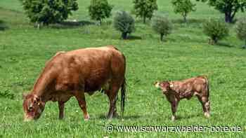 Suche in Oberlengenhardt: Kälber irren noch immer umher