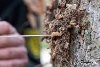 Giftraupe in der Liebesfalle