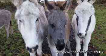 Meet the rescue donkeys in Durham as charity sees sharp increase in admissions amid cost of living crisis