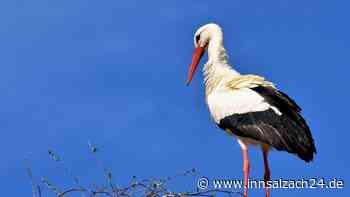Große Aufregung um mutmaßlich entführten Storch in Grabenstätt
