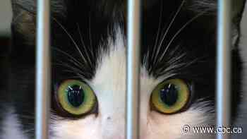 UBC researcher gives cats who were hoarded a 2nd chance