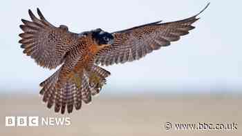 Yorkshire Dales: Falcon viewing point reopens after Covid pause