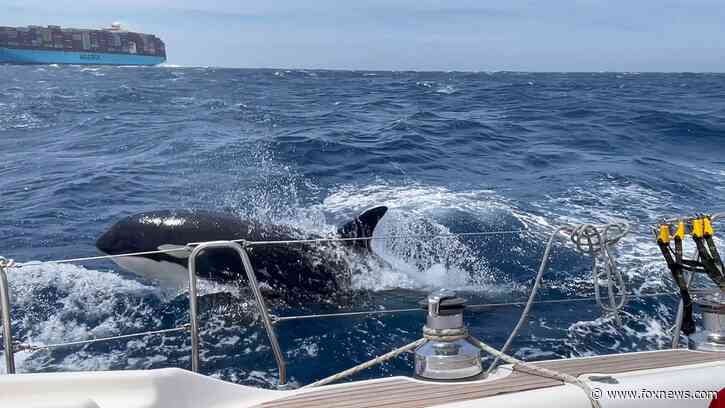 Killer whales ram boat off the coast of Morocco: 'We were sitting ducks,' says 'petrified' couple