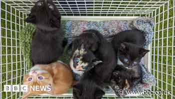 Goole: Appeal after box of kittens abandoned at vets