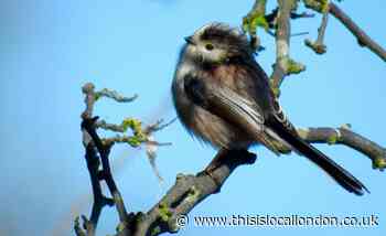 Wild Things: Long-tailed tits are bouncing back
