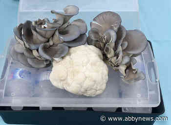 Track down B.C.’s best farmers markets this summer with interactive app