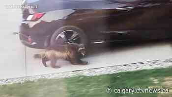 Wolverine spotted in Airdrie driveway