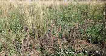 Competition key to pasture weed control