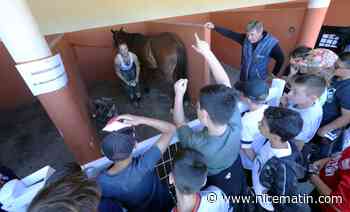 "C’est la première fois que je caresse un cheval": des visites scolaires à l’hippodrome de Cagnes-sur-Mer pour «susciter des vocations»