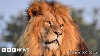 Rescued lion dies after 13 years at wildlife park