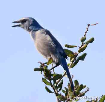 America's birds are under siege. These are among the most at risk for extinction.