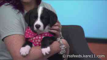 Adopting a pup on National Rescue Dog Day