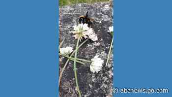 WATCH:  Bee appears to 'wave' at toddler