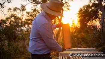Australia scores another win in lengthy trans-Tasman manuka honey war