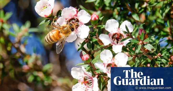 New Zealand loses fight with Australia over mānuka honey trademark