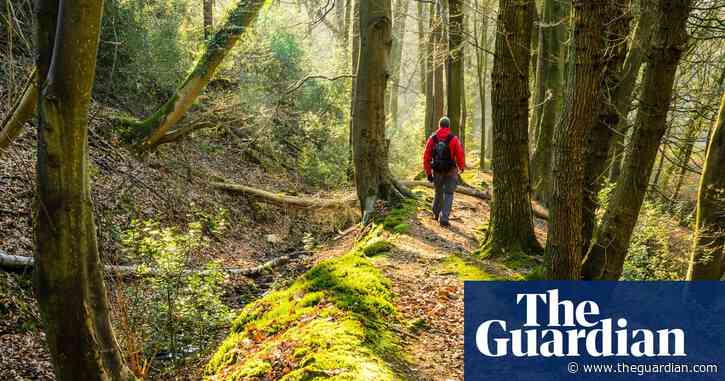 Forest regeneration scheme has created area smaller than Regent’s Park