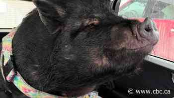 #TheMoment Strangers take in portly pet pig fleeing N.W.T. wildfires