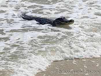 Montreal weather: It's a holiday Monday, be more like this surfing gator