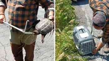 Tartaruga azzannatrice, catturato il terzo esemplare in un anno: "Attenzione al morso"