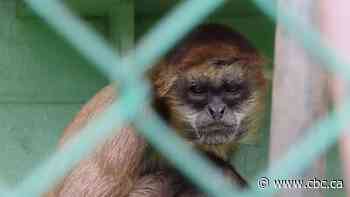 Roadside zoo season is set to begin in Ontario and advocates say it's time to shore up animal welfare laws