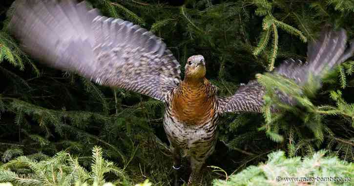 Viele Nachweise für Auerhuhn: Außer im Fichtelgebirge