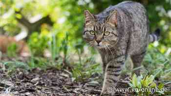 Zecken bei Katzen: Wie entfernt man sie richtig?