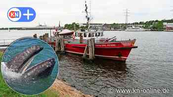 Lübeck - Travemünde: Wal in der Trave: Was ist das für ein Tier?