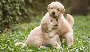 Hoe koopt u een pup bij een betrouwbaar adres?