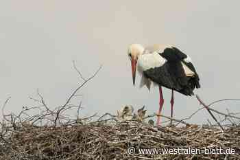 Bünde: Die ersten Baby-Störche sind geschlüpft!