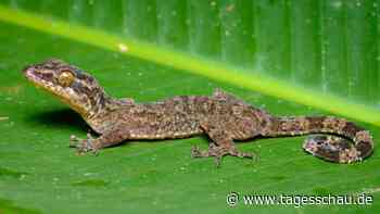 Biodiversität: Hunderte neue Arten in Mekong-Region dokumentiert