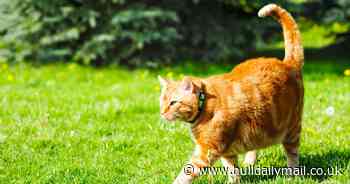 You can stop cats pooing in your garden by spending just 19p