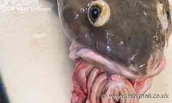 Stomach-churning pics taken by fisherman show vile creature with its organs hanging out of its mouth