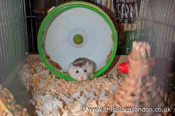 RSPCA appeal as hamster Ivana found abandoned on London bus