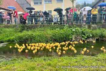 Entenrennen: 190 gelbe Gummitiere trotzen in Dalhausen dem Regen