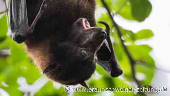 Fledermäuse verstehen: Das könnte Pandemien vorbeugen